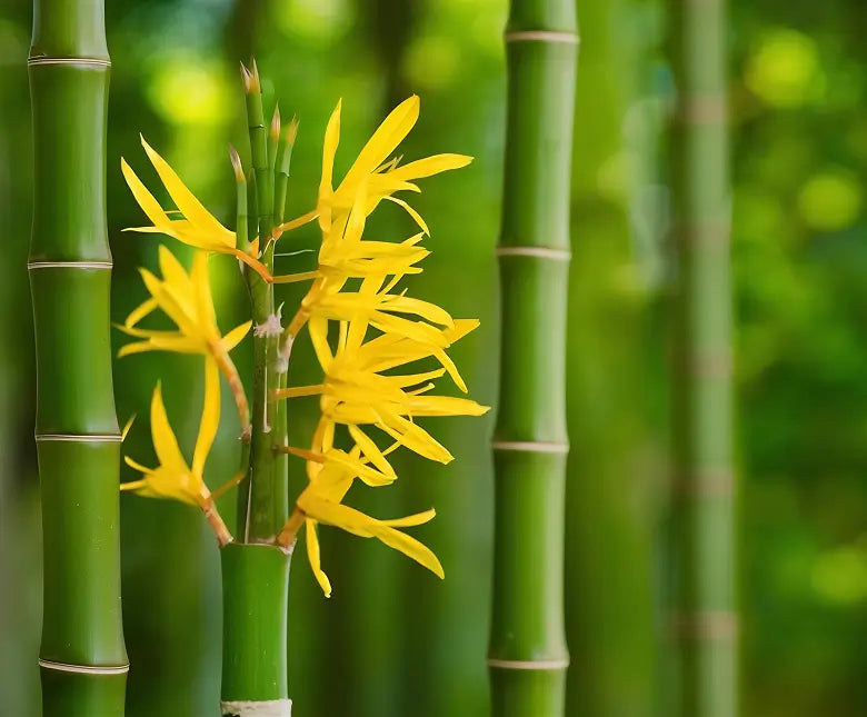 Green bamboo stalks, the source of bamboo silica