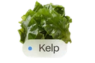 Kelp
